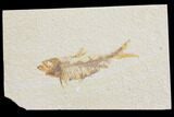 Bargain, Fossil Fish (Knightia) - Wyoming #126029-1